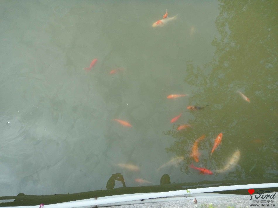 鱼的颜色很多呢.JPG