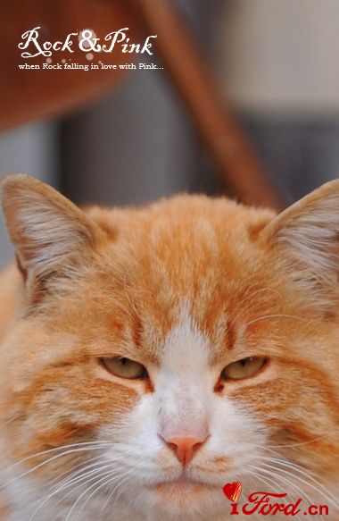 cat11.jpg