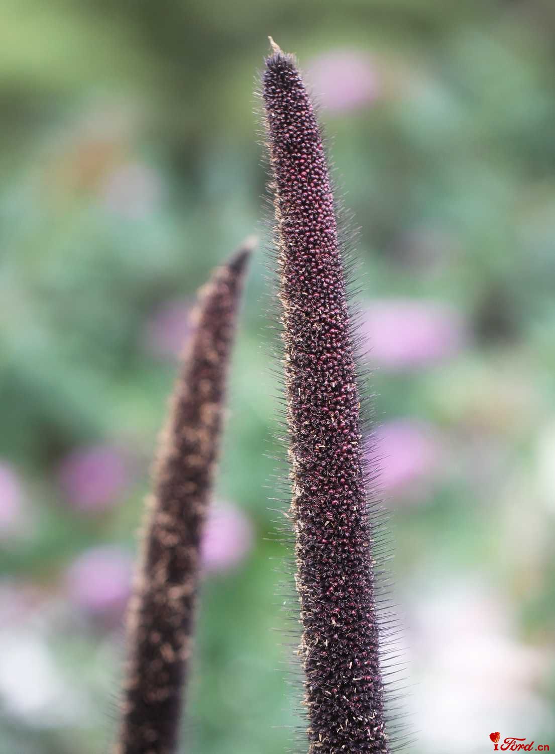 花1.jpg