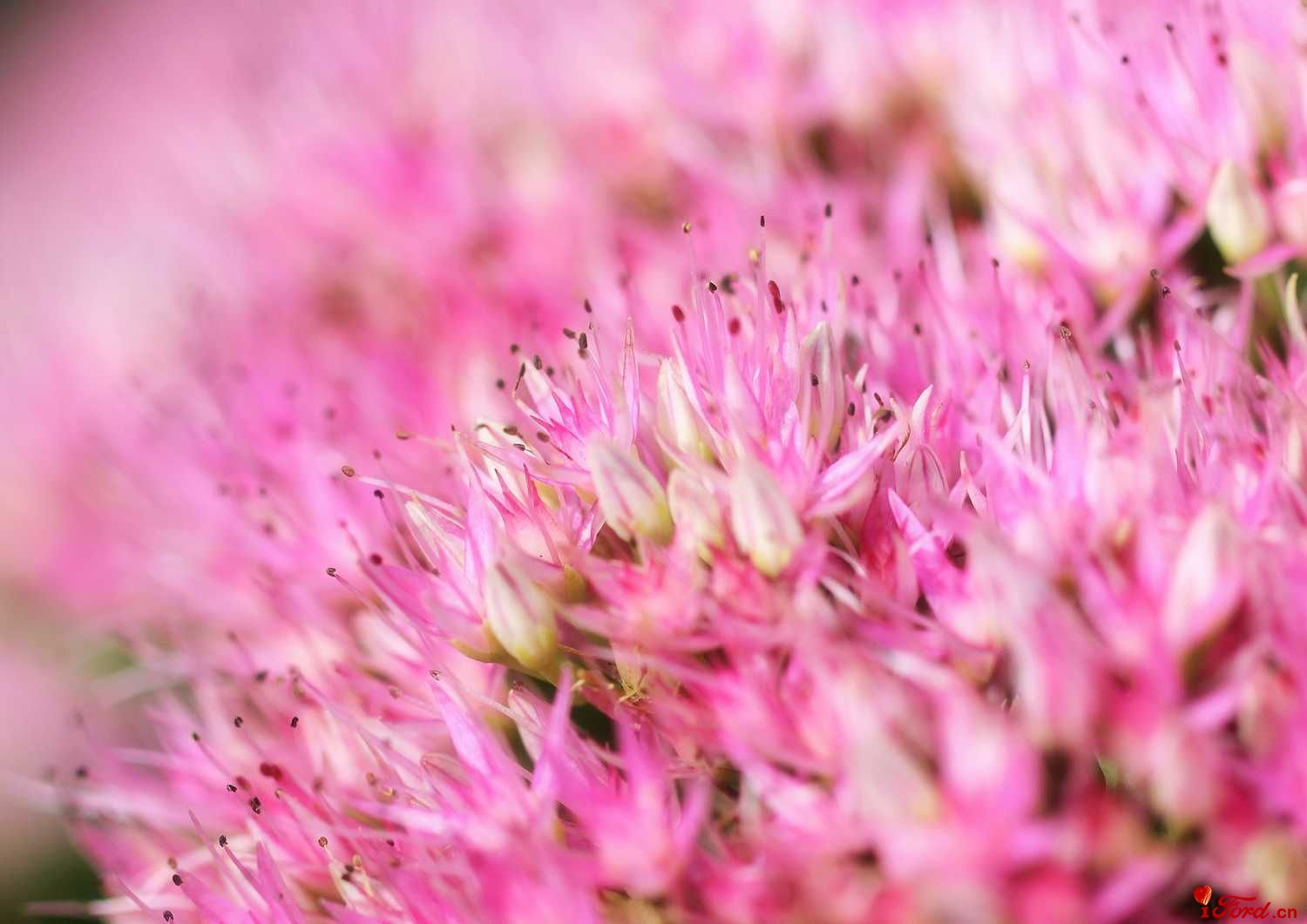 花蕊.jpg