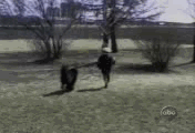 921997_320721737_-47c6c183-0.gif