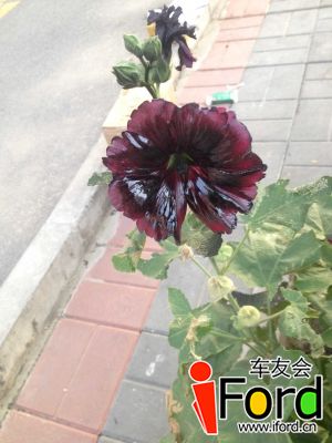 IMG_6346.jpg