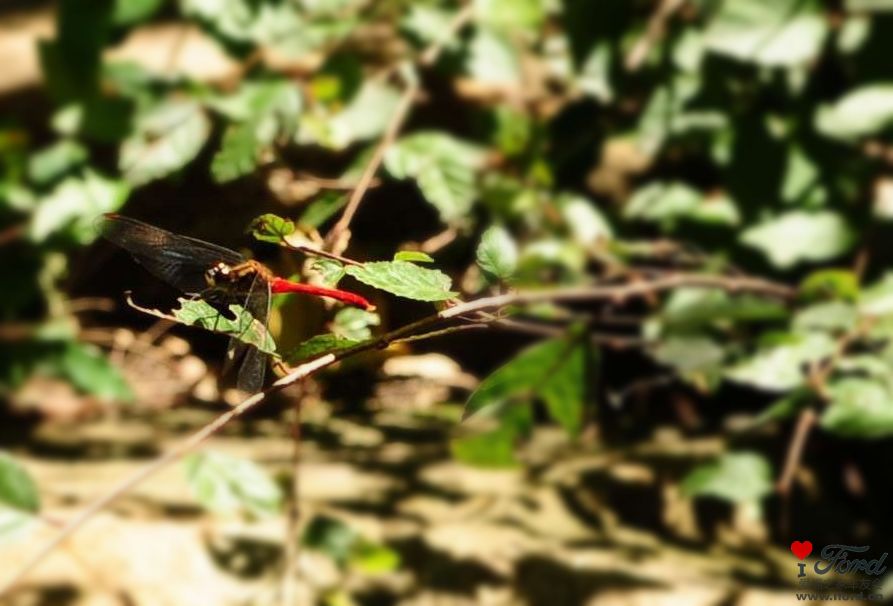 DSC_0972.JPG