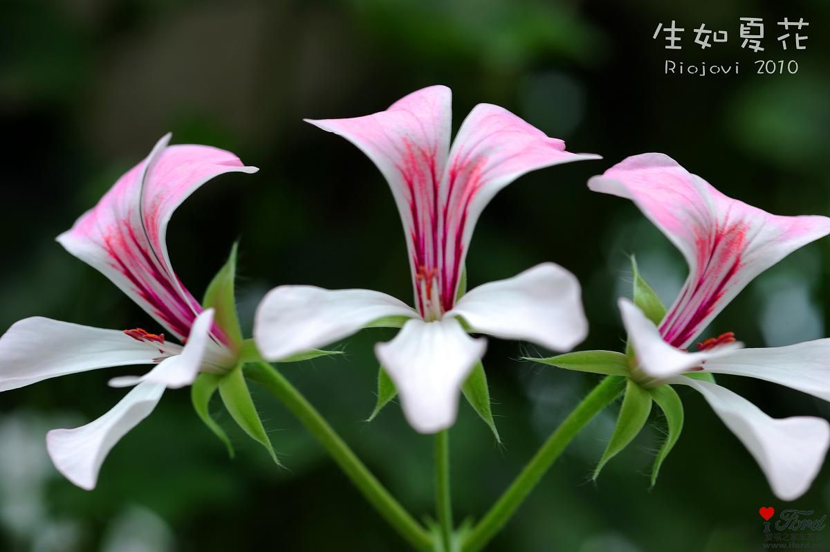 nEO_IMG_DSC_7008.jpg