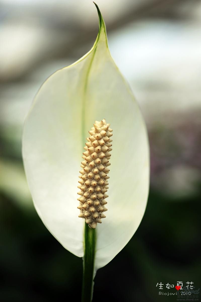 nEO_IMG_DSC_7043.jpg