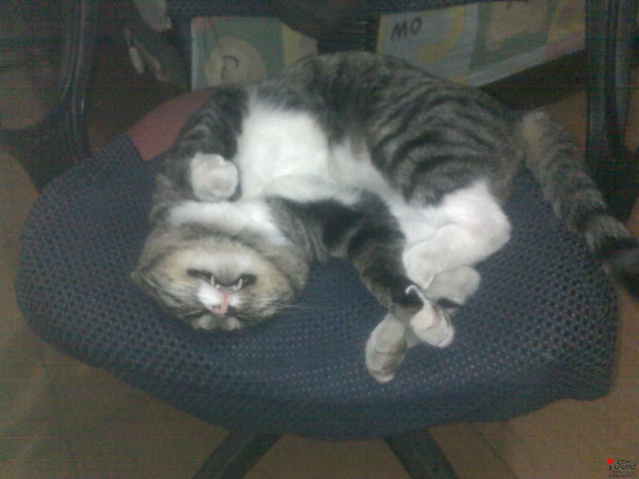 �������Ƕ�