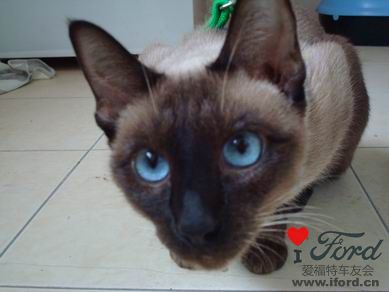 ԭ�������