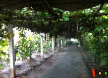 �Ҽ��������˴���л�������ժƷ�������һ����ֲ����ӭ���Ѽ�ͥ�������Ʒ��