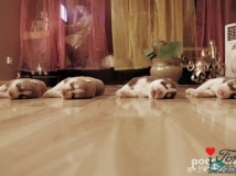 ��Ƭ�׸�ϲ�����������