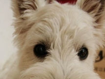 ���Ǽ��³�Աluna