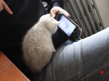 ���ӡ������һ��������Сè�����ӡ�