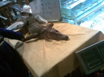 �����ĵ�