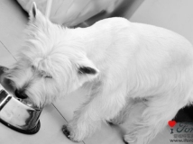 �ɰ���luna����