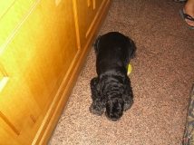 ���Ǽ�BABY����