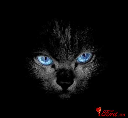 Persia Cat.jpg