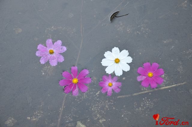 DSC_0036.JPG