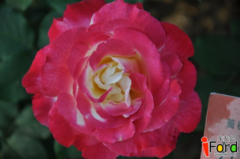 DSC_0733.JPG