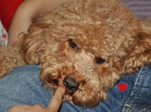 summerҡС-cooper